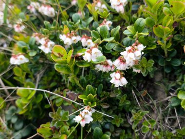 Yeşil çalılıklarda beyaz çiçekler