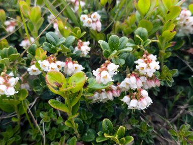 Güzel botanik fotoğrafı, doğal duvar kağıdı.