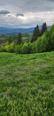 İrlanda 'da bir tarlada bahar çiçekleri