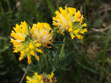 Bahçedeki sarı çiçekler