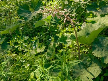 Bir çalılığın yaprağının dokusu.