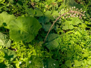 Ormandaki yabani bitkiler