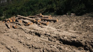 Ormanda odun yığını