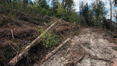 Orman ve ağaçlar fırtınadan sonra