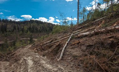 Bulutlu bir günde ormandaki kırık bir ağacın dikey görüntüsü.