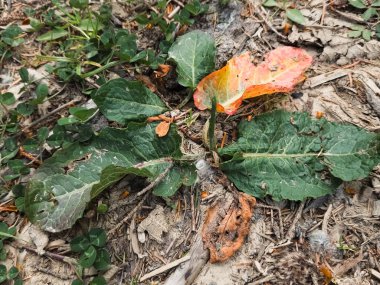 Yerdeki kuru yapraklar
