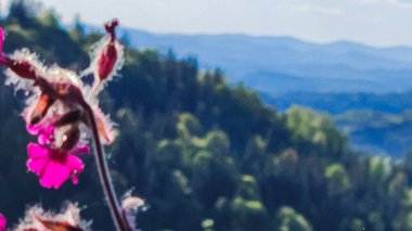 Güzel botanik fotoğrafı, doğal duvar kağıdı.