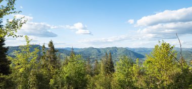 Yeşil orman ve ağaçlar. güzel doğa