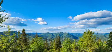 Yazın güzel yeşil orman manzarası