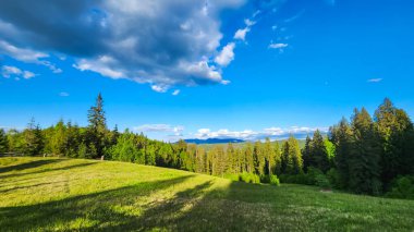 Dağ ormanı ve mavi gökyüzü. Karpatlar, Ukrayna