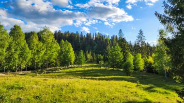 Yaz günü yeşil orman, Polonya.