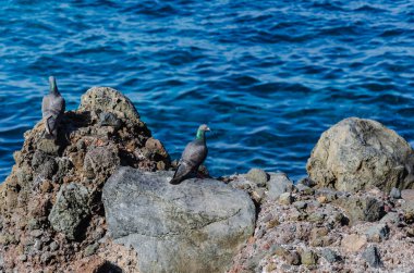 Kayalıklardaki martıların yakın çekimi.
