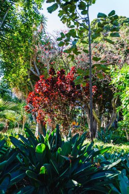 Bali 'deki tropikal bahçe