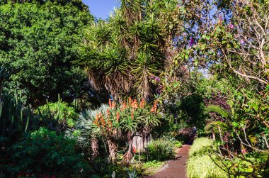 Palmiye ağaçları, bitkiler ve yeşil otlarla dolu tropik bir bahçe.