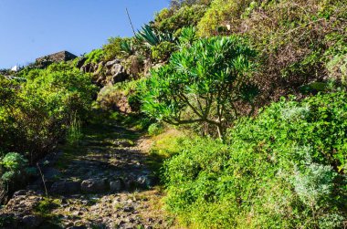 Bahçesinde bitkiler ve palmiye ağaçları olan güzel tropikal bir manzara.