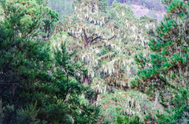 Ormanın güzel manzarası