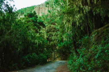 Ormanın güzel manzarası, seyahat
