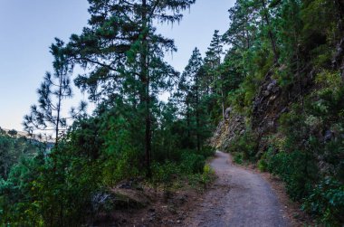 Ağaçlar ve çalılarla dolu güzel bir dağ manzarası