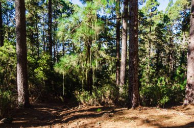 Sabah güneşinde orman