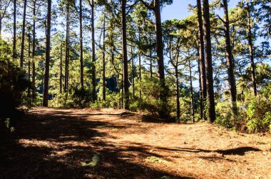 Ormanın güzel manzarası