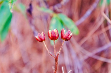 Bahçedeki güzel çiçek