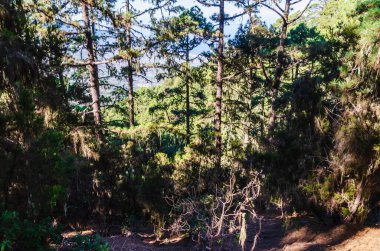 Dağlardaki bir çam ormanında çam ağaçları.