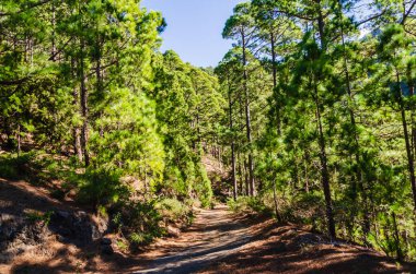 Dağlardaki güzel bir dağ manzarası