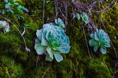 Güzel botanik fotoğrafı, doğal duvar kağıdı.
