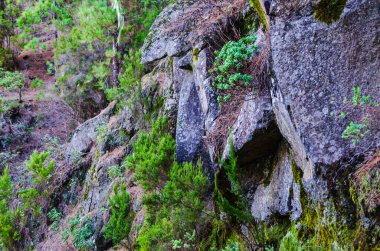 Rusya 'daki Kafkas Dağları' nın kayalarının üzerindeki güzel yeşil yosun.