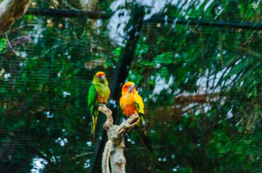 Ağaç dalında oturan renkli papağan, Tayland
