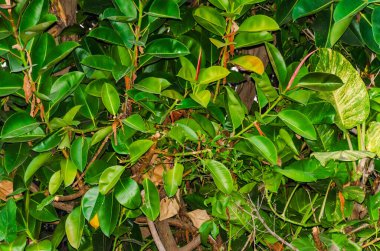 Bahçede yeşil yaprak