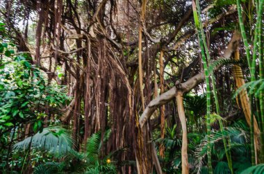 Kosta Rika ormanında yeşil orman