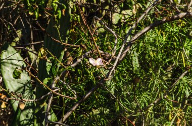 Ormanda yeşil bitkiler.