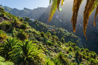 Arkasında dağlar olan yeşil ağaçlar.