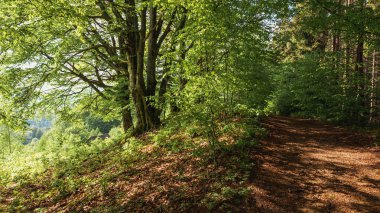 Ağaçları ve yeşil otları olan güzel bir manzara.