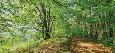 Ormandaki yeşil ağaç