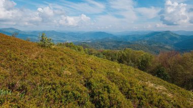 Dağlarda bir ağacı olan güzel bir manzara.