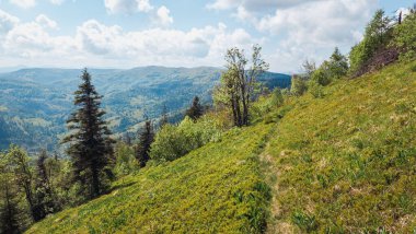 Yaz mevsiminde Karpat Dağları 'nın güzel manzarası. güneşli hava, mavi gökyüzü, beyaz bulutlar, yeşil ağaçlar, çalılar ve çalılar.