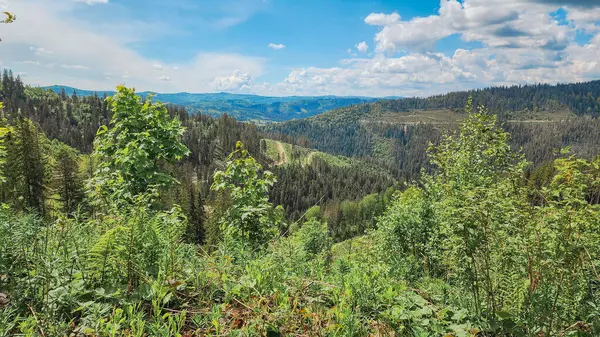 Stock image summer in the carpathian mountains