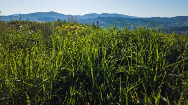 Dağlarda yaz manzarası. Karpatlar