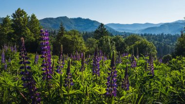 Dağlarda güzel yaz çiçekleri