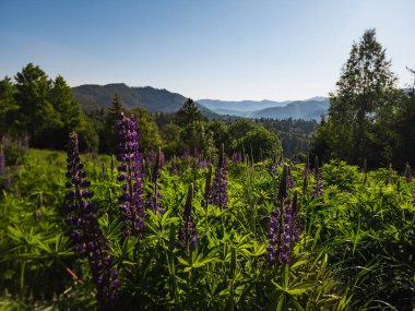 Ormanın arka planında kır çiçekleri olan güzel bir tarla görüntüsü.