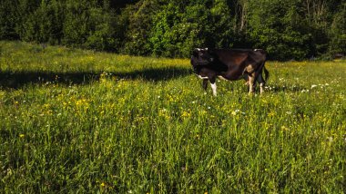 Siyah bir inek yeşil bir çayırda otluyor. yüksek kaliteli fotoğraf