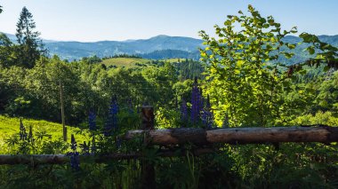 Dağlarda yeşil ormanları olan güzel bir manzara.