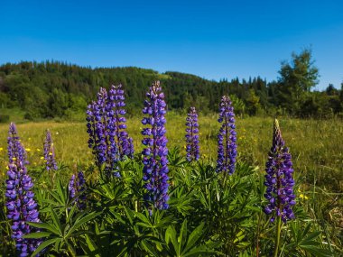 Lupineler ve mavi çiçekler tarlada