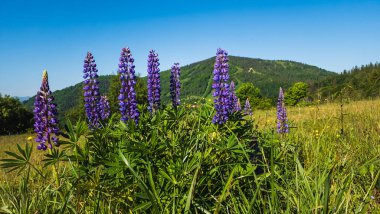 Karpat Dağları 'nın güzel manzarası