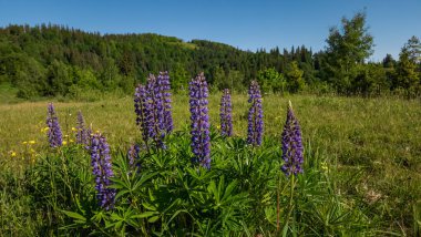 Rusya 'nın kuzeyinde yazın kır çiçekleri ve dağlar. Karpatlar 'daki dağ manzarası, Ukrayna.
