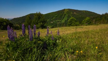 Karpatların kırsal kesiminde güzel bir dağ manzarası.
