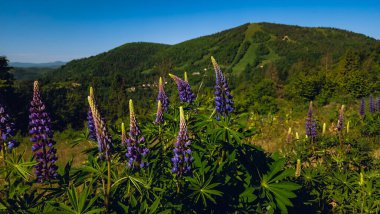 Ormanda güzel çiçekler