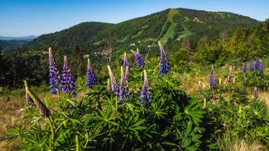 dağ çiçekleri ve dağlar